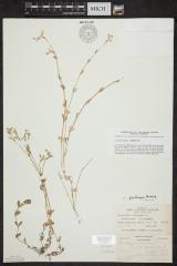 Mouse - Ear Chickweed