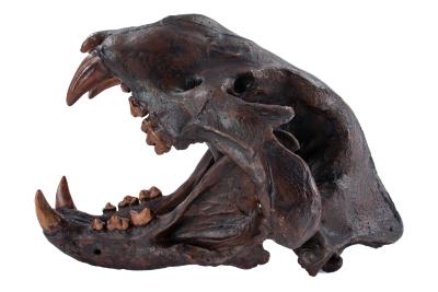 North American Lion (skull cast)