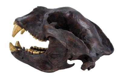Giant Short-faced Bear (skull cast)