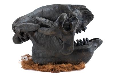 Giant Ground Sloth (skull cast)