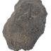 Hexagonaria Coral