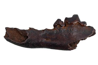 Dire Wolf (lower jaw)