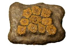 Glyptodont (scutes)