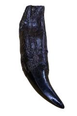 Tyrannosaurus rex (tooth cast)
