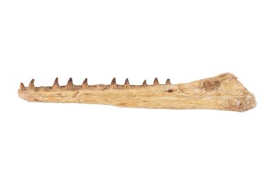 Mosasaurus (lower jaw cast)