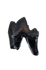 Dire Wolf (molar)