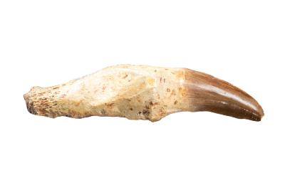 Mosasaurus (tooth)  