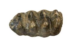 American Mastodon (molar)