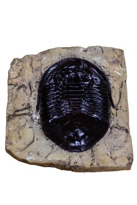 Isotelus maximus trilobite