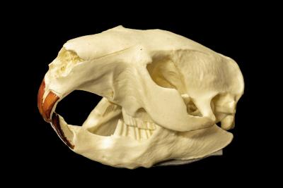 North American Beaver (skull cast)