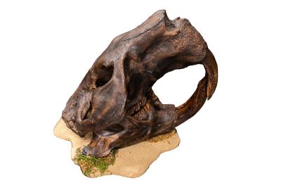 Giant Beaver (skull cast)