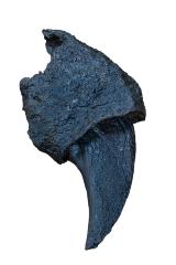 Giant Ground Sloth (claw cast)
