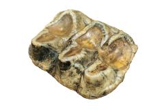 American Mastodon (molar)