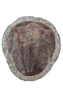 Cambropallus trilobite 