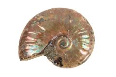Ammonite