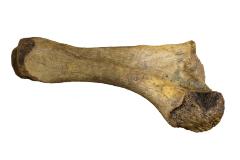 American Mastodon (ulna)