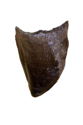 Mosasaurus (tooth)