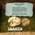 North American Beaver (skull cast)
