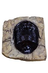 Isotelus maximus Trilobite (cast)