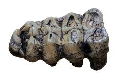 American Mastodon (molar cast) 