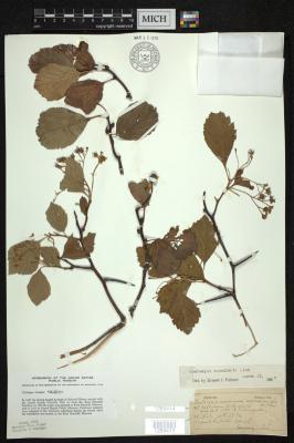 Fleshly Hawthorn 