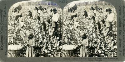 Stereoview, Cotton Plantation