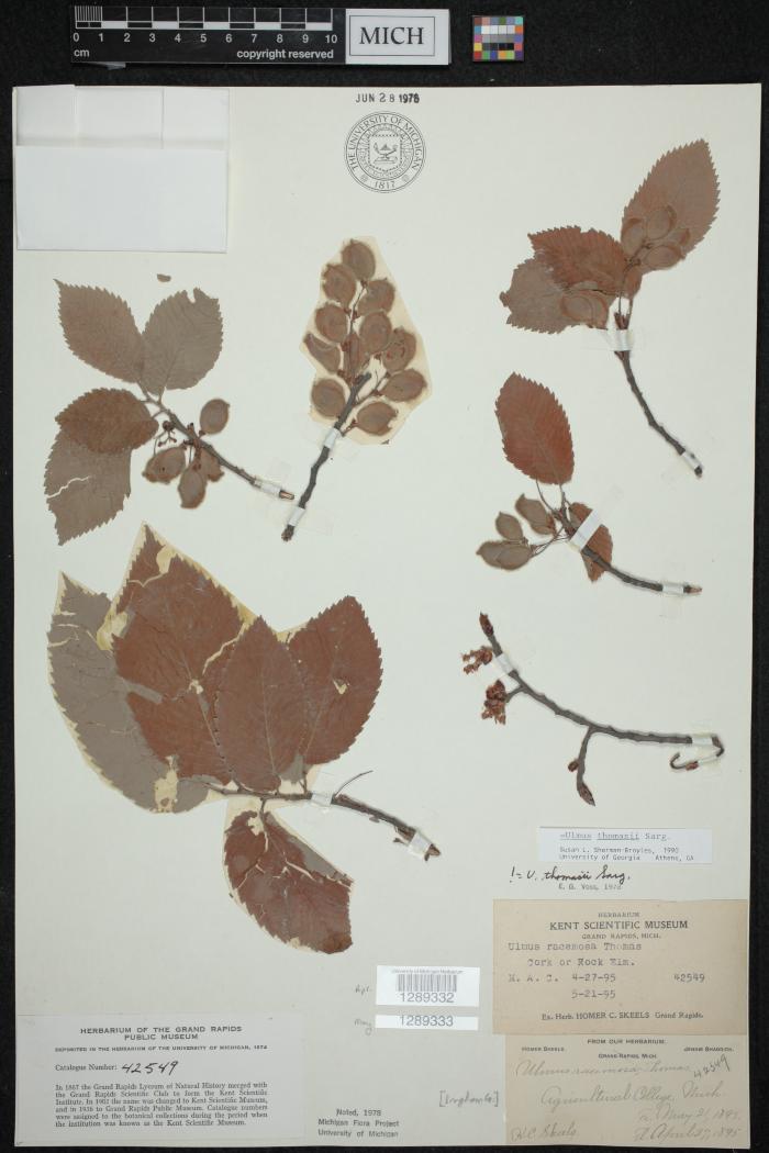 Cook Elm