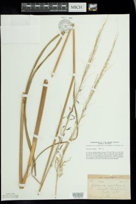 Northern Wild Rice