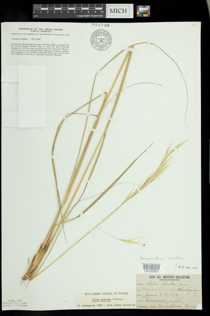 Porcupine Grass