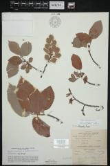 Cook Elm