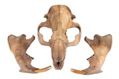 North American Beaver (skull) 