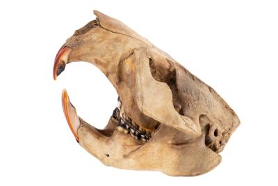 North American Beaver (skull);North American Beaver (lower jaws)