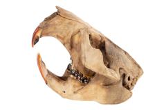 North American Beaver (lower jaws)