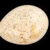 Wild Turkey (egg)