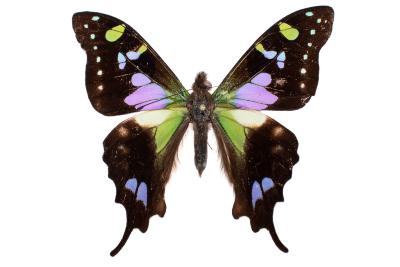 Purple-spotted Swallowtail