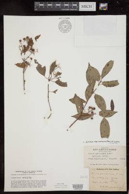 Panicled Cornel