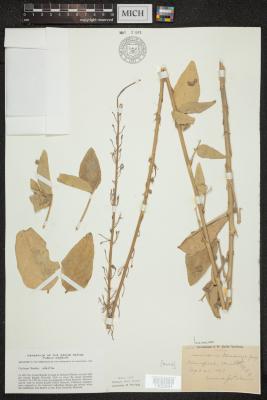  Illinois Ticktrefoil