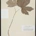 Goldenseal