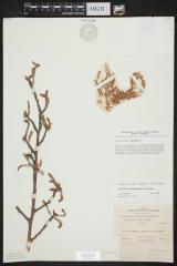 Large-Tooth aspen