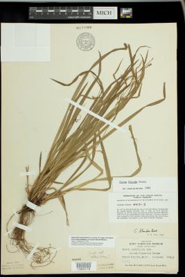 Common Woodland Sedge