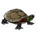 Midland Painted Turtle (mount)