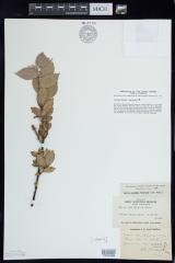 Sand dune willow