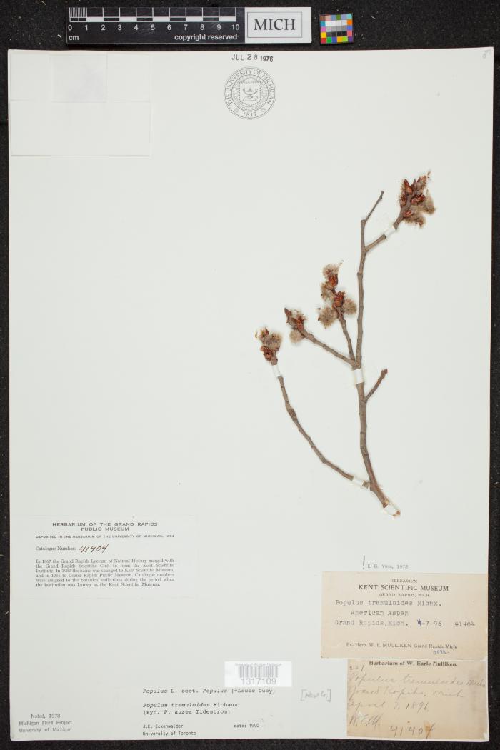 American aspen