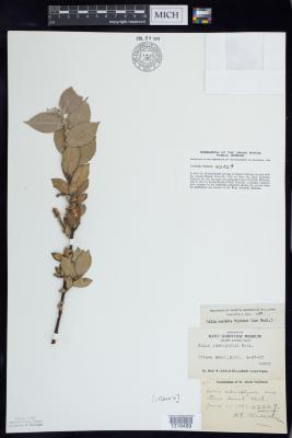 Sand dune willow