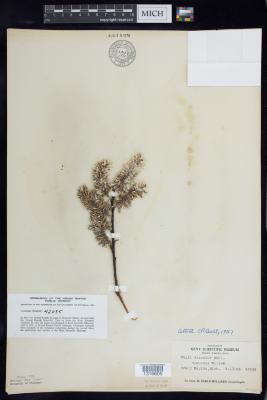 Pussy Willow
