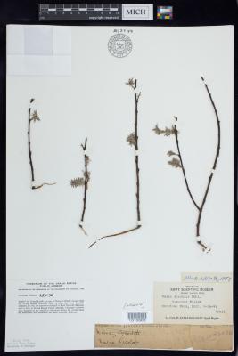 Pussy willow