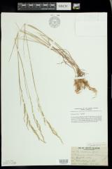 Foul meadowgrass