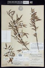 Sandbar willow