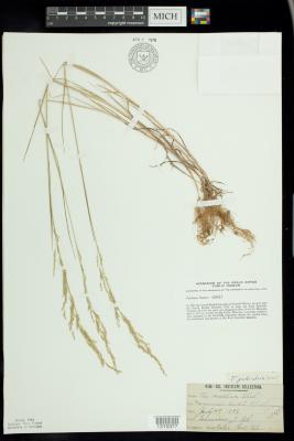 Foul meadowgrass