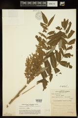 Smooth Sumac